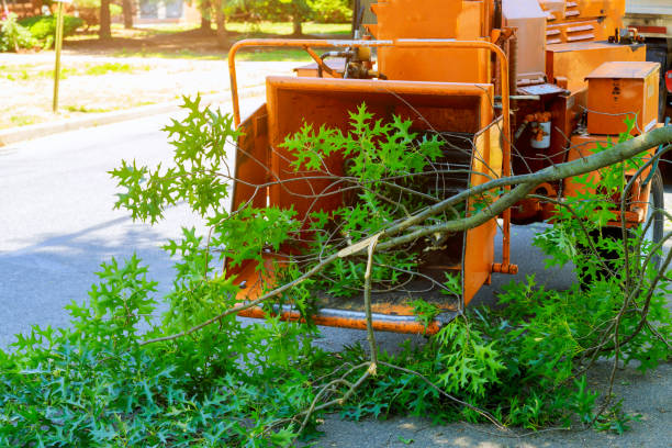 Trusted Argentine, MI Tree Care Services Experts