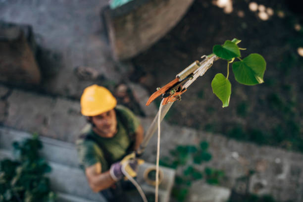 Best Hazardous Tree Removal  in Argentine, MI