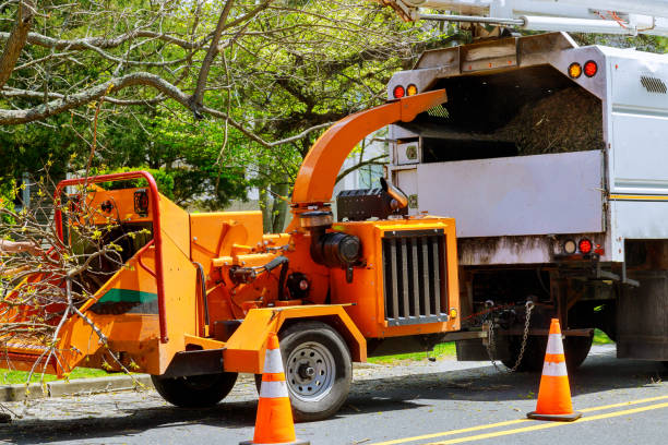 How Our Tree Care Process Works  in  Argentine, MI